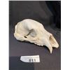 Image 1 : Bleached Bone Bear Skull, Missing Jaw
