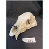 Image 2 : Bleached Bone Bear Skull, Missing Jaw