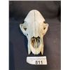 Image 3 : Bleached Bone Bear Skull, Missing Jaw