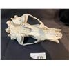Image 4 : Bleached Bone Bear Skull, Missing Jaw