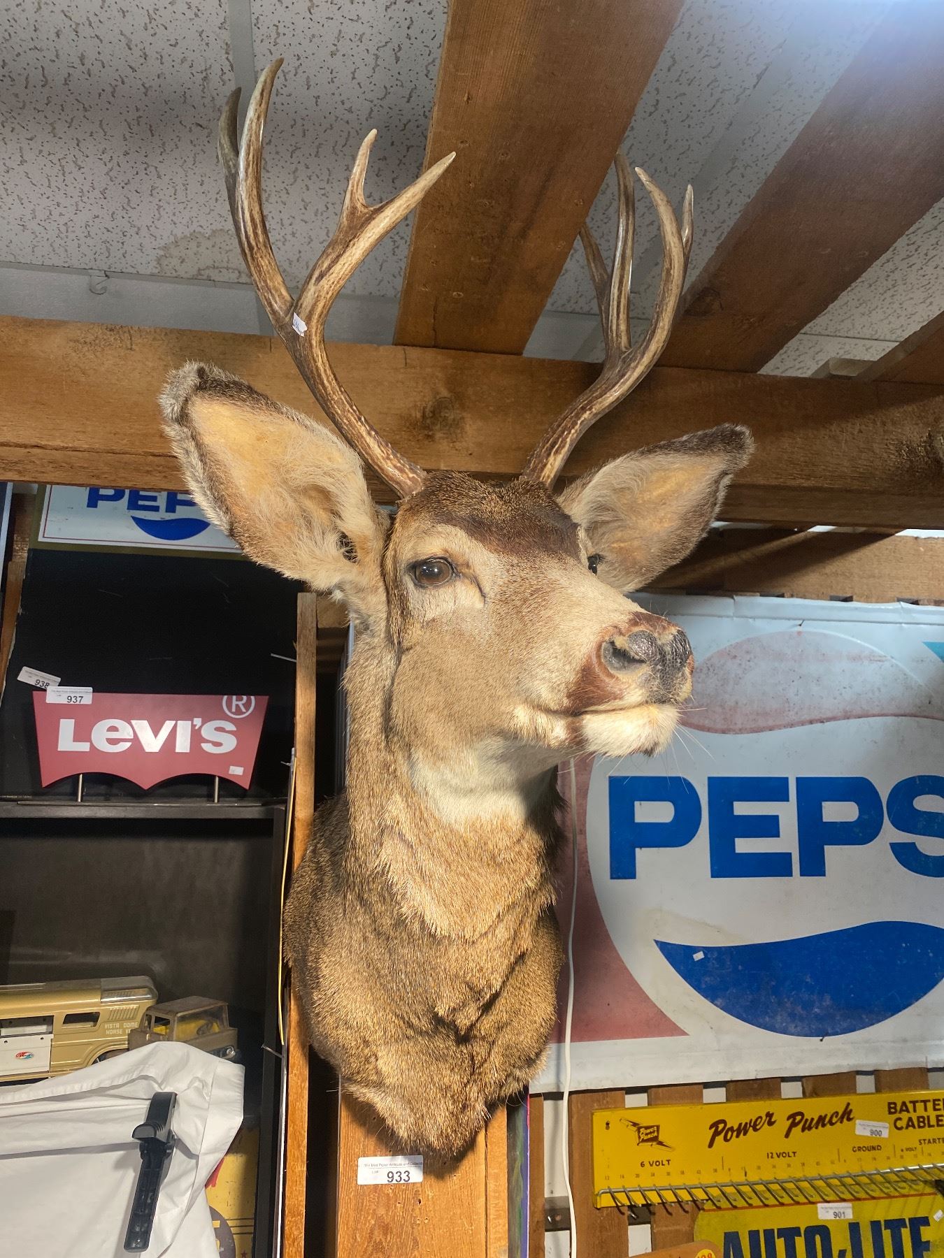 Taxidermy Deer Head Mount With Four Point Rack