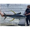 Image 1 : Very Large Fibre Glass Resin Mounted Tuna Fish