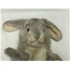 Image 2 : Vintage Steiff Bunny, With Button In Ear