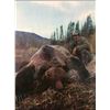 Image 3 : 5 day Yukon Grizzly Hunt