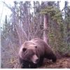 Image 4 : 5 day Yukon Grizzly Hunt