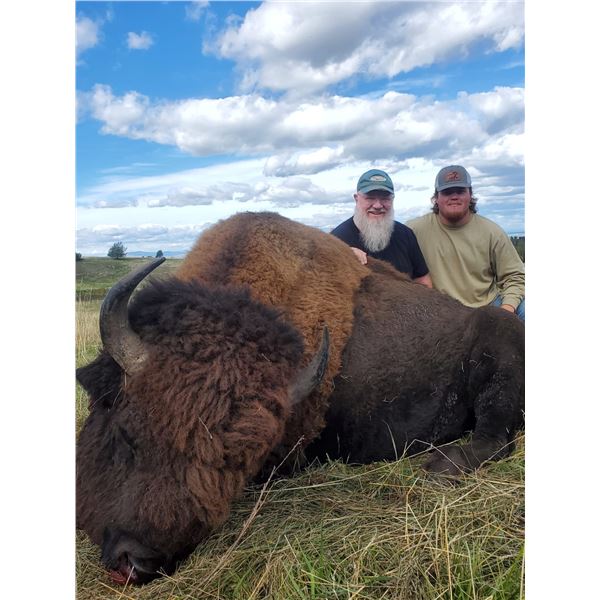 Management Bull Bison