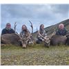 Image 4 : 4 day Ireland Sika Deer Hunt 2 deer