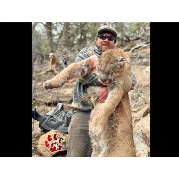 5 Day Southern Utah Mountain Lion Hunt with Mossback Outfitters