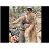 Image 1 : 5 Day Southern Utah Mountain Lion Hunt with Mossback Outfitters