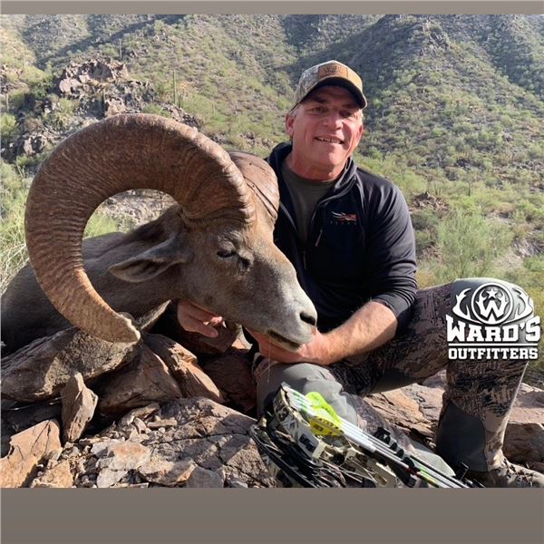 Mexico 5 day Desert Bighorn Sheep