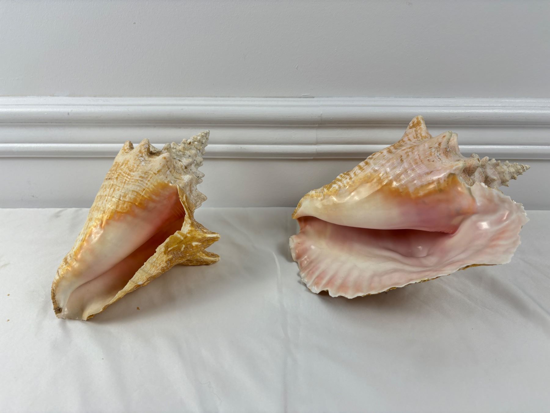 Conches Shell Conch shells - Sunrise Estate Services Ltd