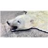 Image 4 : POLAR BEAR RUG WITH PAPERS APPROXIMATELY 105 INCHES FROM TAILS TO THE NOSE