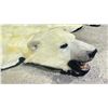 Image 3 : POLAR BEAR RUG WITH PAPERS APPROXIMATELY 83 INCHES FROM TAIL TO NOSE