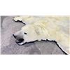 Image 4 : POLAR BEAR RUG WITH PAPERS APPROXIMATELY 83 INCHES FROM TAIL TO NOSE