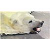 Image 3 : POLAR BEAR RUG WITH PAPERS APPROXIMATELY 83 INCHES FROM TAIL TO NOSE