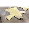 Image 2 : POLAR BEAR RUG WITH PAPERS APPROXIMATELY 78 INCHES FROM TAIL TO NOSE