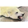 Image 3 : POLAR BEAR RUG WITH PAPERS APPROXIMATELY 78 INCHES FROM TAIL TO NOSE