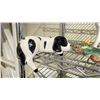 Image 2 : LOT OF ASSORTED ANIMAL FIGURINES