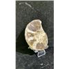 Image 2 : AMMONITE FOSSIL RETAIL $380