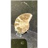 Image 3 : AMMONITE FOSSIL RETAIL $380