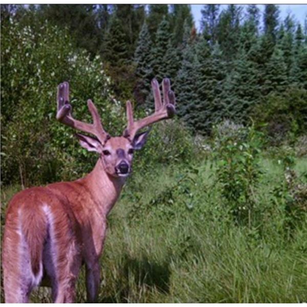 Alberta Velvet Whitetail Hunt for 2