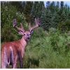 Image 1 : Alberta Velvet Whitetail Hunt for 2