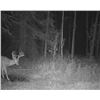 Image 3 : Alberta Velvet Whitetail Hunt for 2