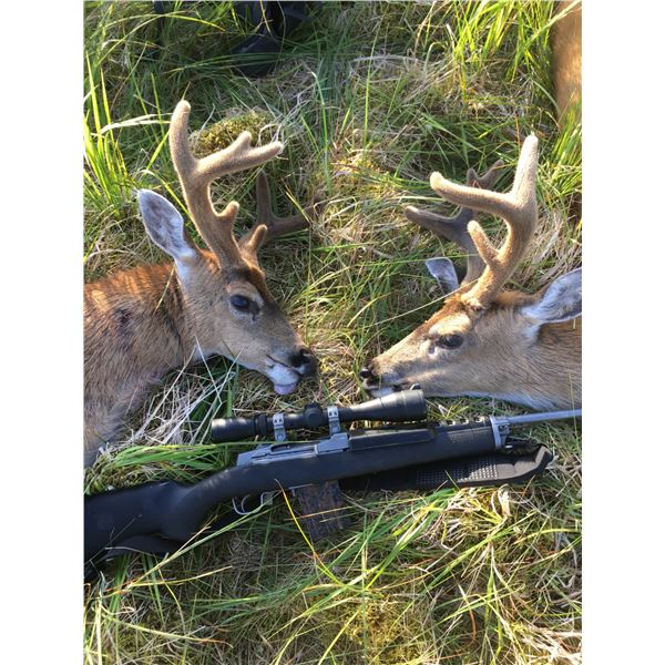Sitka Blacktail Transport Hunt for 2!