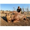 Image 2 : African Safari for 2 Hunters 2 zebra, 2 Impala to be shared between hunters