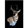 Image 10 : JB's Wildlife Design Deer or Antelope Shoulder Mount