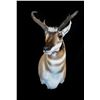 Image 12 : JB's Wildlife Design Deer or Antelope Shoulder Mount