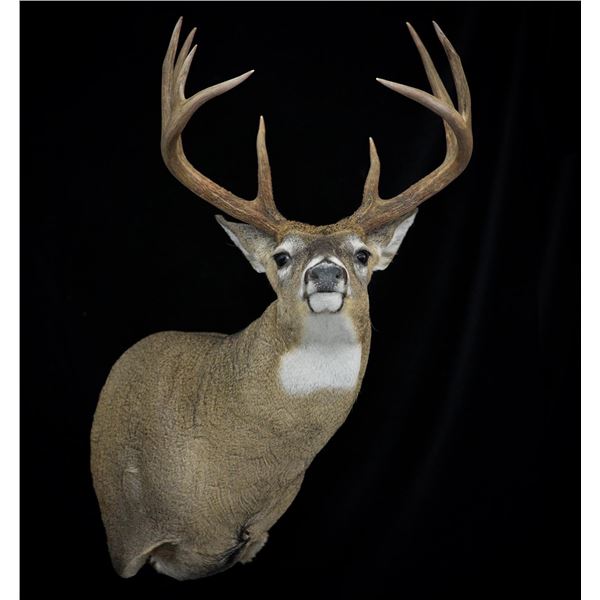 JB's Wildlife Design Deer or Antelope Shoulder Mount