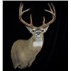 Image 1 : JB's Wildlife Design Deer or Antelope Shoulder Mount