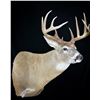 Image 4 : JB's Wildlife Design Deer or Antelope Shoulder Mount