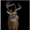 Image 7 : JB's Wildlife Design Deer or Antelope Shoulder Mount