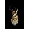 Image 8 : JB's Wildlife Design Deer or Antelope Shoulder Mount