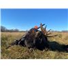 Image 1 : Back Country Moose Hunt