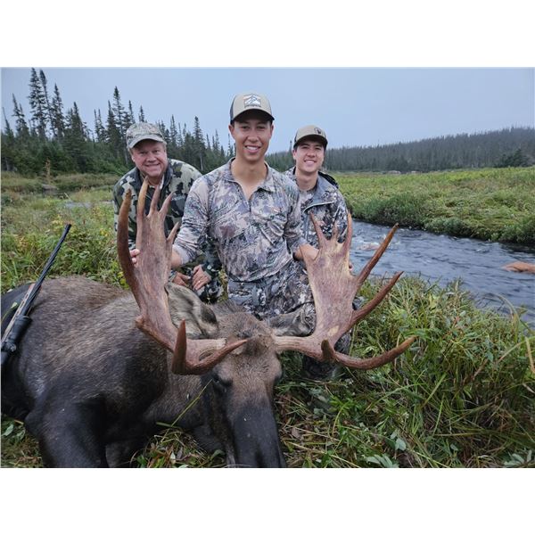Newfoundland Moose Bear Hunt Combo