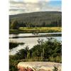 Image 9 : Newfoundland Moose Bear Hunt Combo