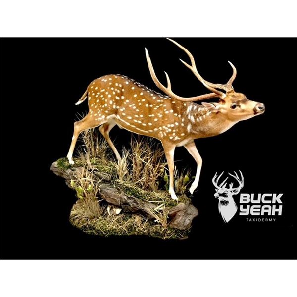 Buck Yeah Taxidermy Credit