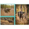 Image 3 : 2 Hunters for 7 Days in Australia Hunting Water Buffalo!