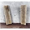 Image 2 : Stag Antler Horn Knife Making Handle Slabs