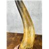 Image 5 : Antique Native American Indian Powder Horn