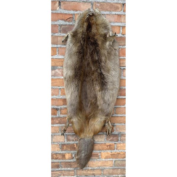 Taxidermy Feet and Tail On Beaver Hide
