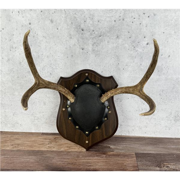 Montana Taxidermy Mule Deer Horns