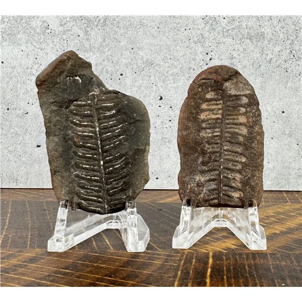 Carboniferous Fern Fossil Specimens