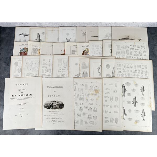 Collection Of 1842 Zoology Of New York Plates