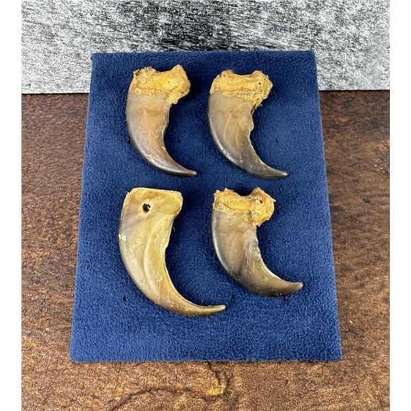 Collection of Montana Black Bear Claws