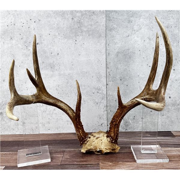 Montana Taxidermy Whitetail Deer Horns