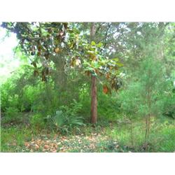 Property #12 Wolking Auction